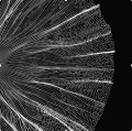 Abstract_1 cd.jpg