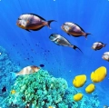 Fishes cd.jpg