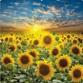 Flowers-1 cd.jpg
