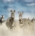 Zebra cd.jpg