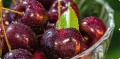 Cherries cd.jpg