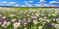 Daisy-meadow cd.jpg