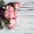 Roses.jpg