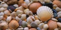 Shells cd.jpg