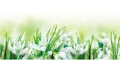 Snowdrops cd.jpg