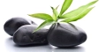 Stones&plant cd.jpg