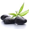 Stones&plant.jpg